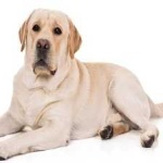 image of animal