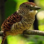 image of bird