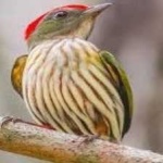 image of bird