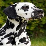 image of animal