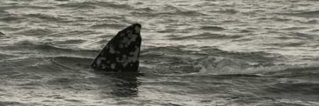image of grey_whale