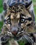 image of animal