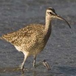 image of whimbrel #9