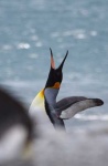 image of king_penguin #11