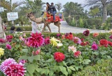 image of garden