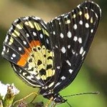 image of animal