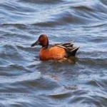 image of teal_duck #24