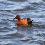 image of bird