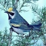 image of bird