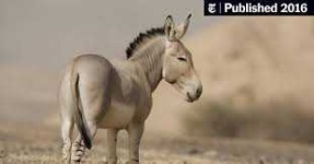 image of donkey #13