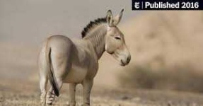 image of animal