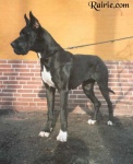 image of great_dane