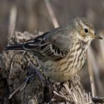 image of bird