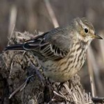 image of american_pipit #28