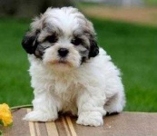 image of teddy_bear