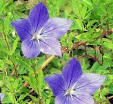 image of balloon_flower #22