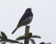 image of junco #17