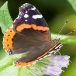 image of animal