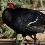 image of bird