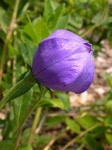 image of balloon_flower #41