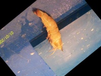 image of fish