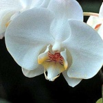 image of moon_orchid #13