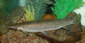image of gar