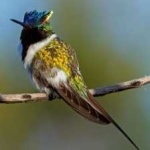 image of bird