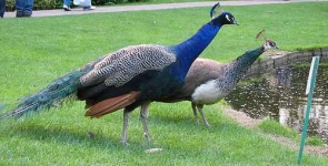 image of peacock