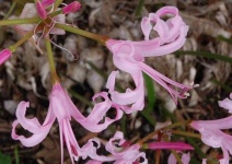 image of flower