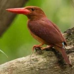 image of bird
