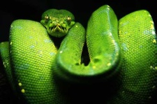 image of green_snake #15