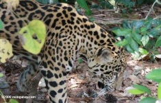 image of jaguar_car