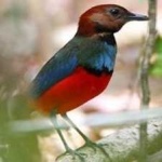 image of red_bellied_pitta #3