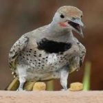 image of bird