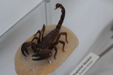 image of scorpion #28