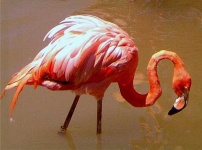 image of flamingo