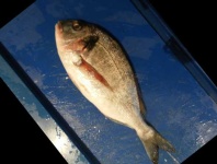 image of gilt_head_bream #2