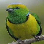 image of bird