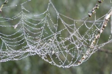 image of spider_web