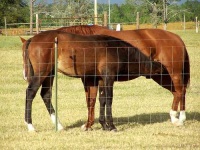 image of sorrel