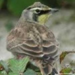 image of bird