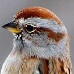 image of bird