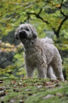 image of animal
