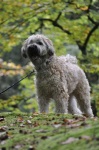 image of wheaten_terrier #0