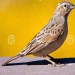 image of bird