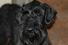 image of giant_schnauzer #14