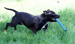 image of staffordshire_bullterrier #8