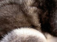 image of fur_coat #33