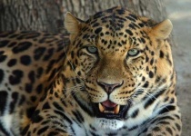 image of jaguar_car